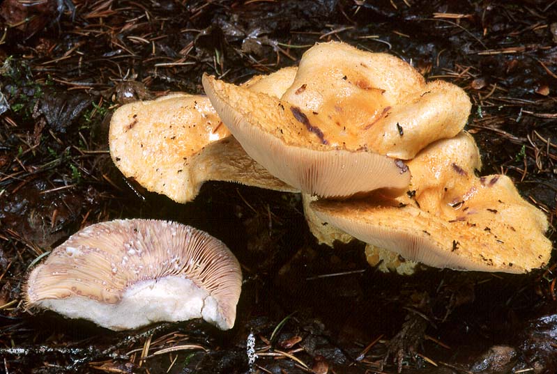 Lactarius repraesentaneus